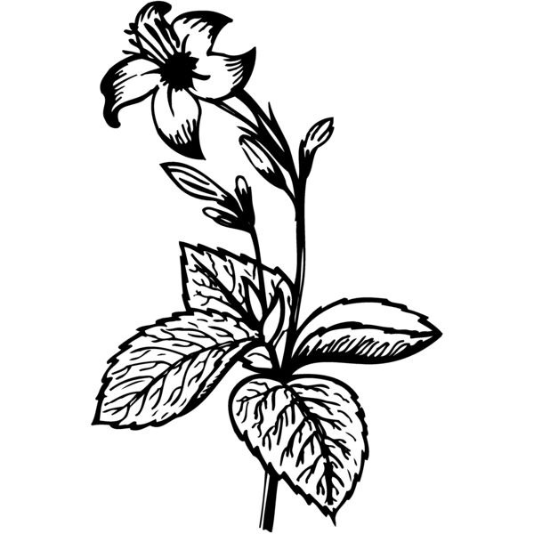 FLOWER06 Thumbnail